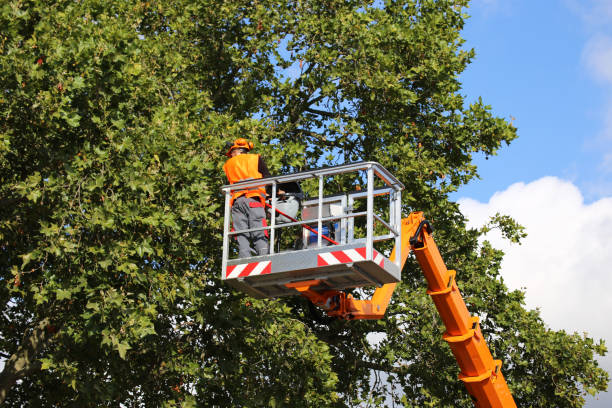 New Haven, MO Tree Services Company