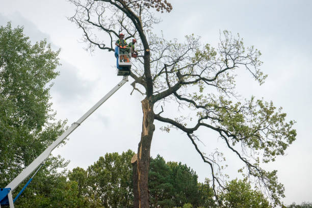 Best Leaf Removal  in New Haven, MO